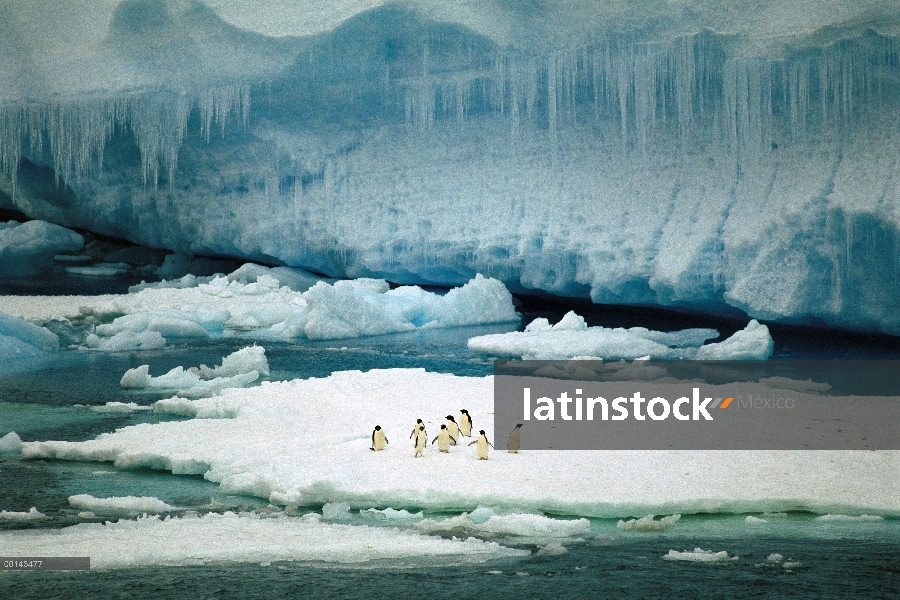 Grupo del pingüino de Adelia (Pygoscelis adeliae) descansando en témpano de hielo de berg tabular, s