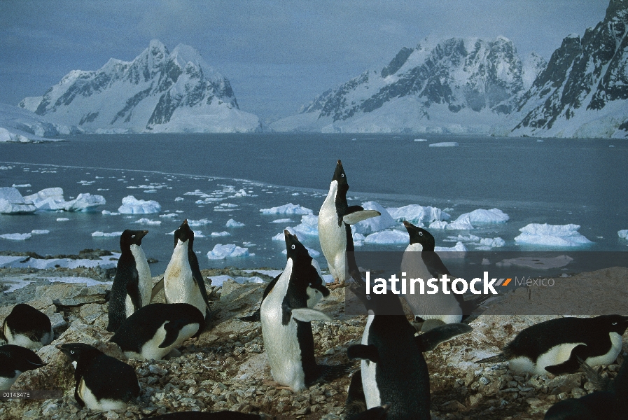 Pingüino de Adelia (Pygoscelis adeliae) Colonia anidación en afloramiento de granito sin nieve, Isla