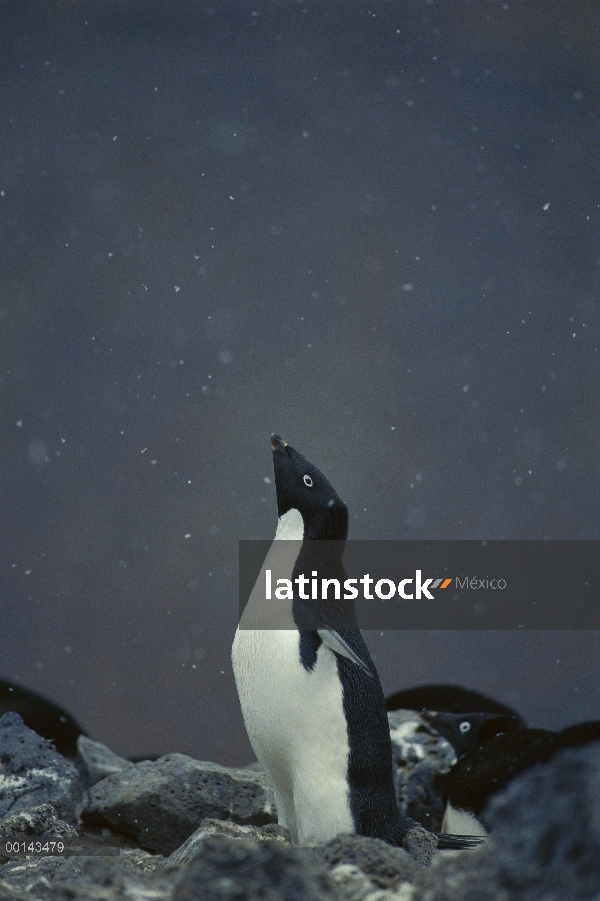 Pingüino de Adelia (Pygoscelis adeliae) éxtasis muestra en luz Nevada, Isla Paulet, mar de Weddell, 