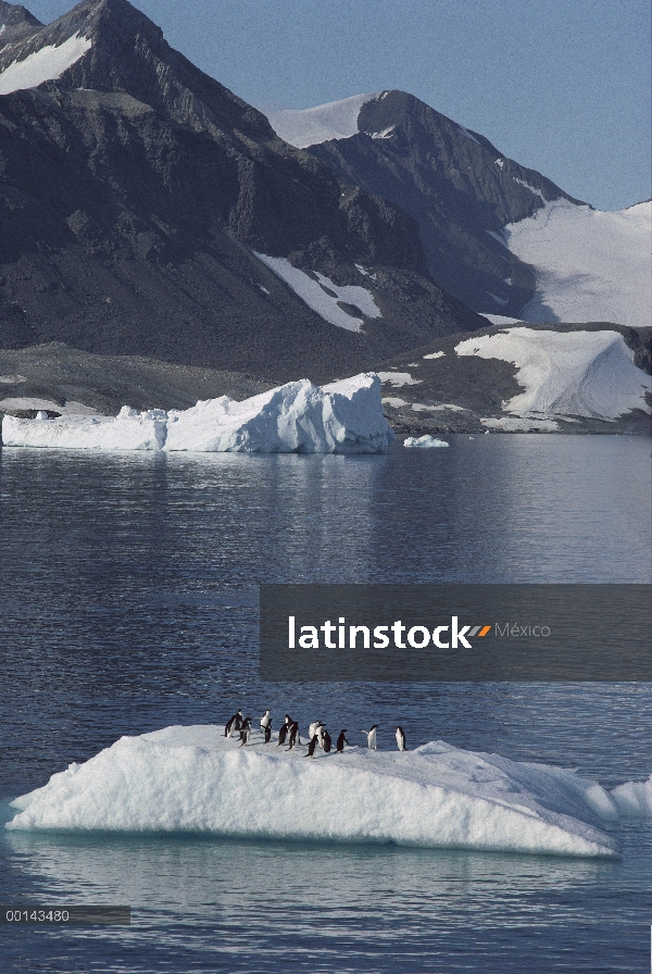 Pingüino de Adelia (Pygoscelis adeliae) grupo en llevar agua de iceberg, Bahía esperanza, Península 