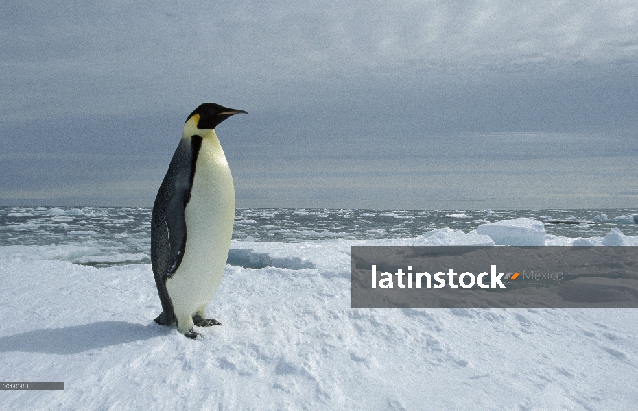 Retrato del pingüino de emperador (forsteri de Aptenodytes) en el borde de hielo rápido, princesa Ma