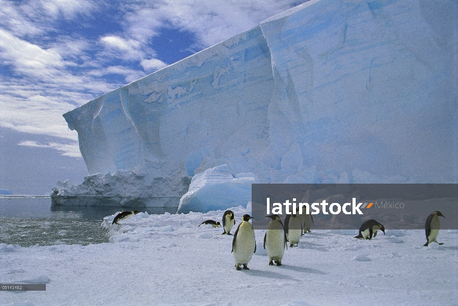 Grupo del pingüino emperador (Aptenodytes forsteri) viaja a través del hielo marino para anidación C