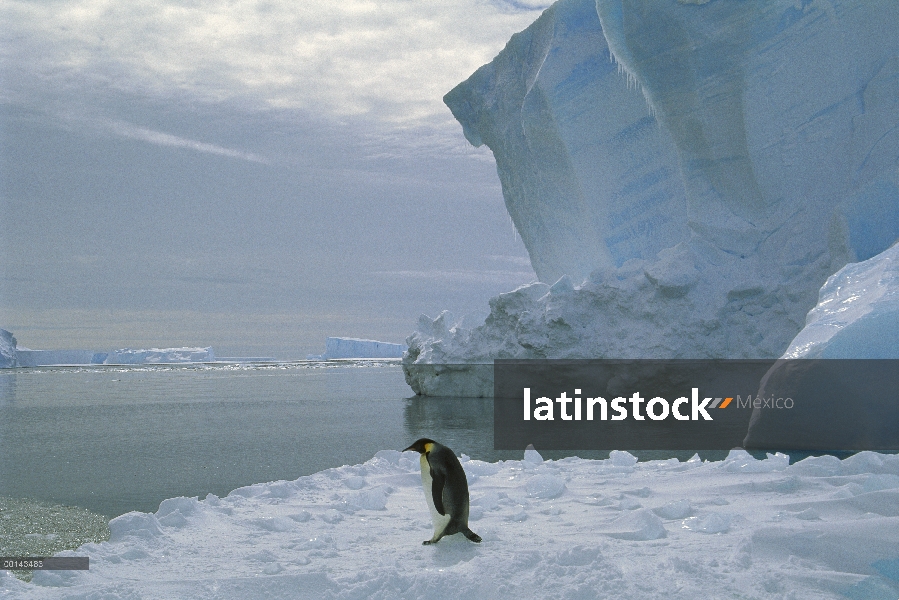 Pingüino emperador (Aptenodytes forsteri) caminar sobre hielo, estante del hielo de Ekstrom, mar de 