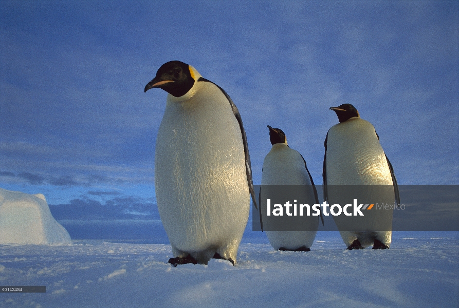 Pingüino emperador (Aptenodytes forsteri) trio en el hielo marino en el crepúsculo de la medianoche,