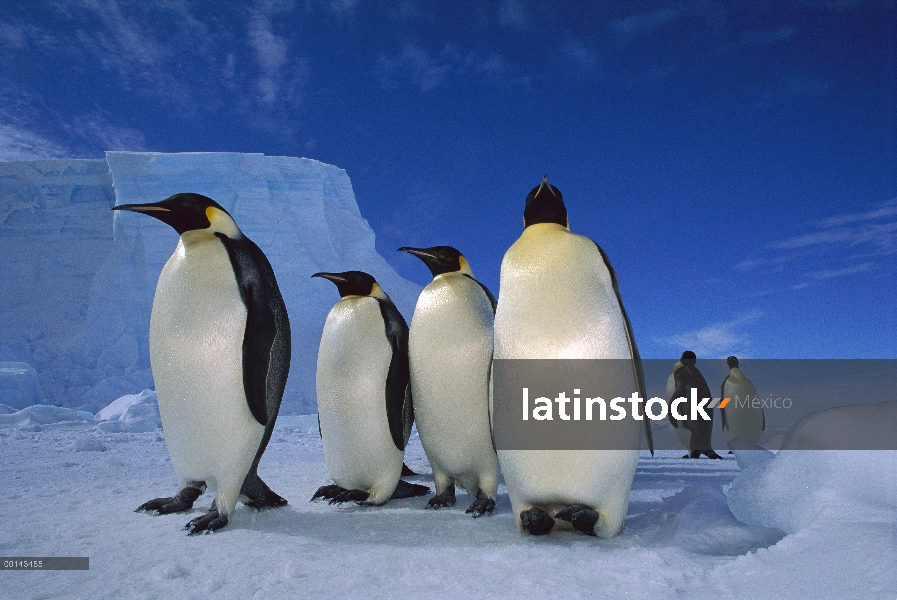 Grupo del pingüino emperador (Aptenodytes forsteri) junto a la plataforma de hielo de Ekstrom, mar d