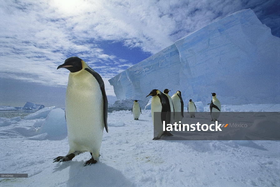 Pingüino emperador (Aptenodytes forsteri) viaja a través del hielo marino para anidación Colonia, es