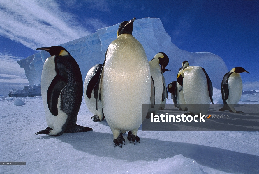 Grupo del pingüino emperador (Aptenodytes forsteri), estante del hielo de Ekstrom, mar de Weddell, A