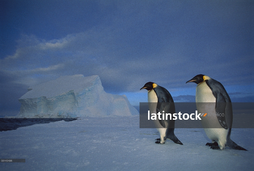 Pingüino emperador (Aptenodytes forsteri) par en el hielo marino en el crepúsculo de la medianoche, 