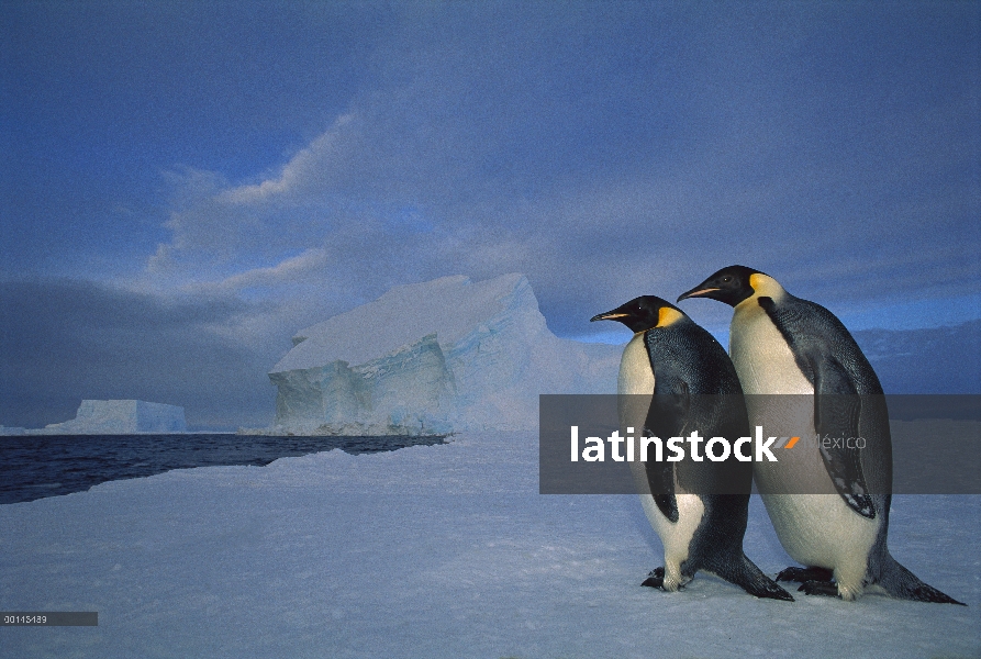 Pingüino emperador (Aptenodytes forsteri) par mar hielo en crepúsculo de medianoche, estante del hie