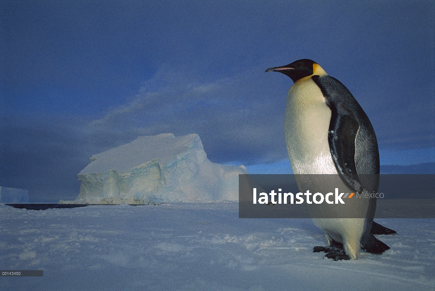 Pingüino de emperador (forsteri de Aptenodytes) individual en el hielo marino en el crepúsculo de la