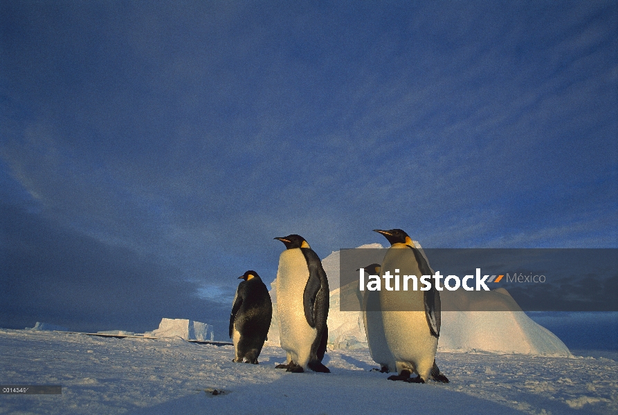 Pingüino emperador (Aptenodytes forsteri) grupo de cuatro en el hielo de mar bajo el sol de medianoc