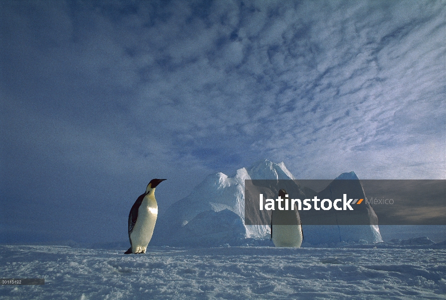 Pingüino emperador (Aptenodytes forsteri) par, estante del hielo de Ekstrom, mar de Weddell, Antárti