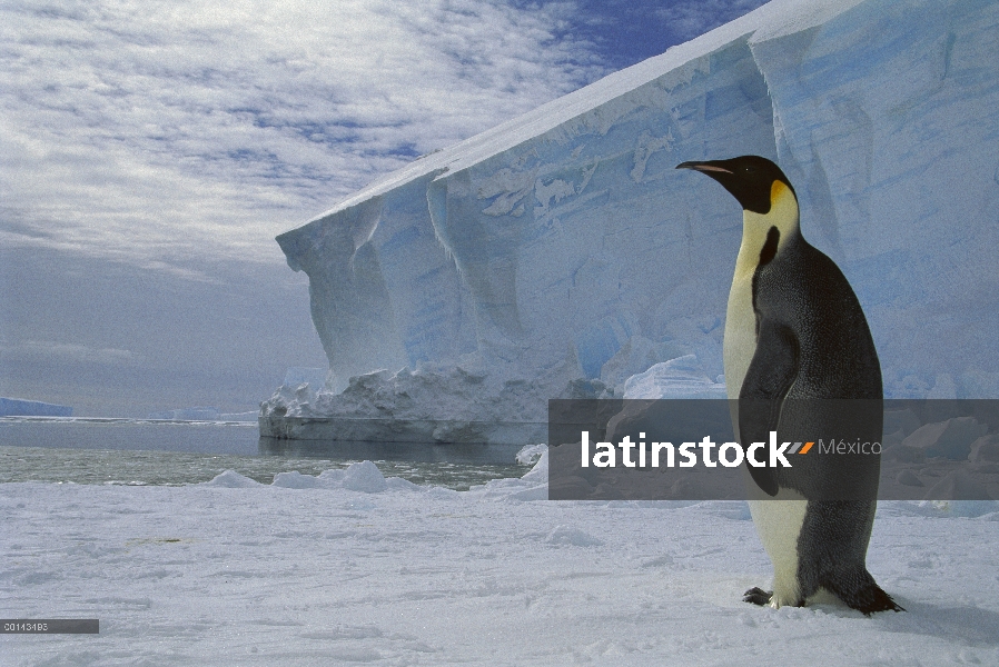 Pingüino emperador (Aptenodytes forsteri) en el hielo marino en el crepúsculo de la medianoche, esta