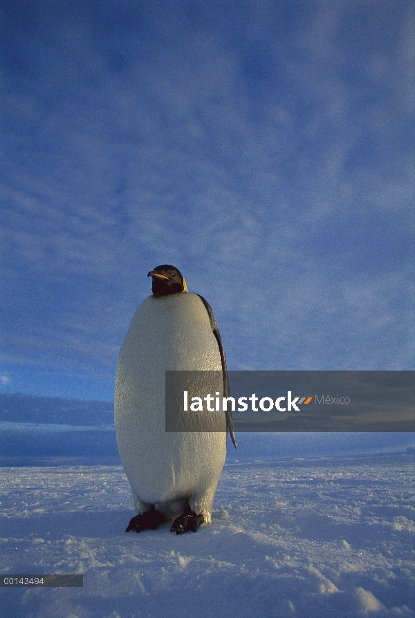 Pingüino de emperador (forsteri de Aptenodytes) individual en el hielo marino en el crepúsculo de la