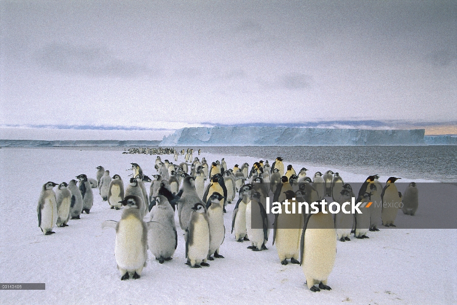 Pingüino emperador (Aptenodytes forsteri) emancipación polluelos y adultos reuniendo a lo largo de b