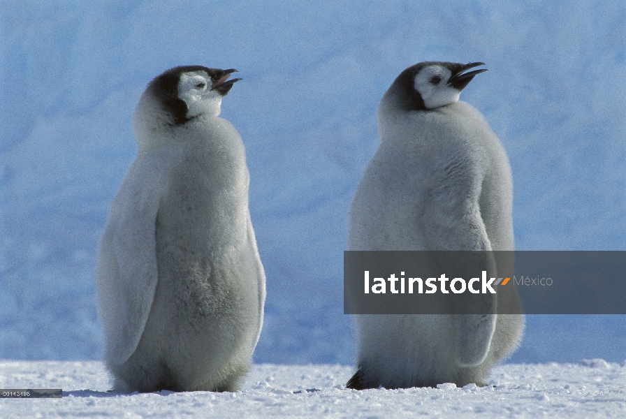 Polluelos de pingüino emperador (Aptenodytes forsteri) jadeando en caliente del resorte el tiempo, l