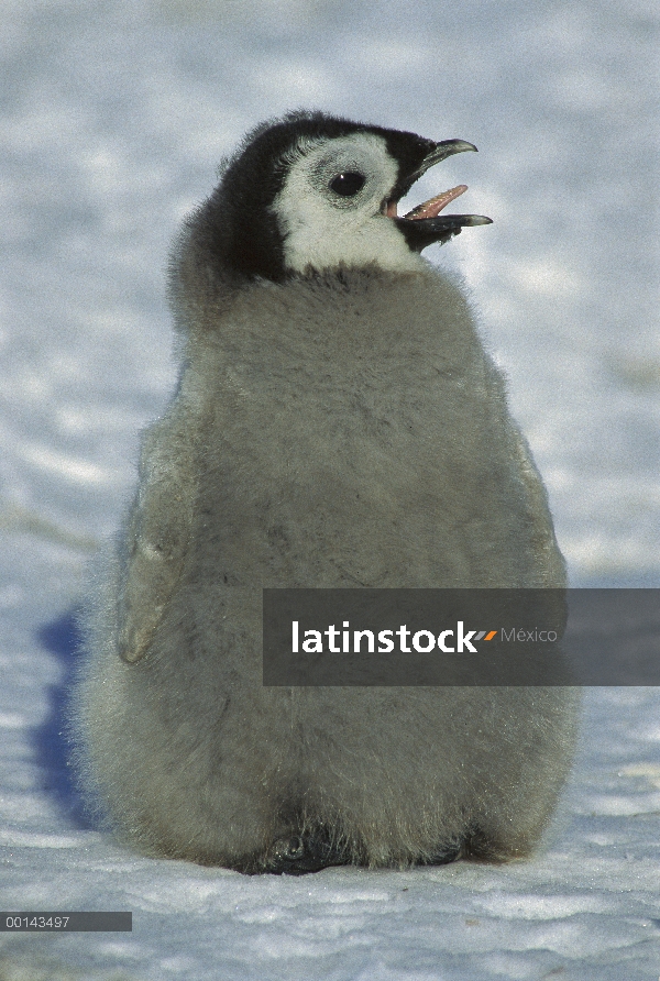 Chica joven pingüino emperador (Aptenodytes forsteri) en hielo rápido jadeo para refrescarse, estant