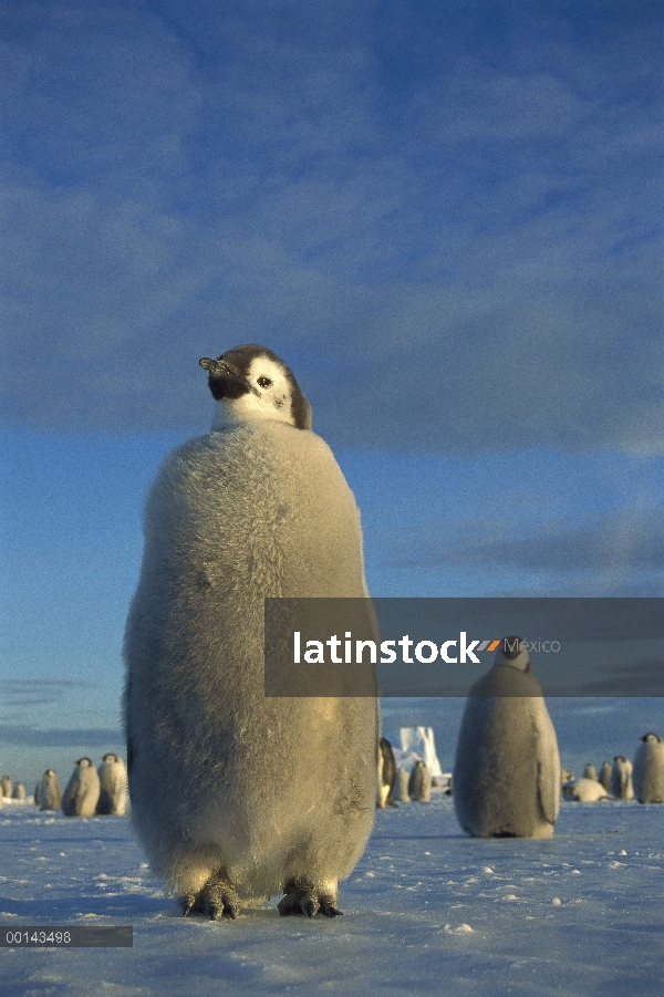 Chick gran pingüino de emperador (forsteri de Aptenodytes) en hielo rápido, sol de medianoche en la 