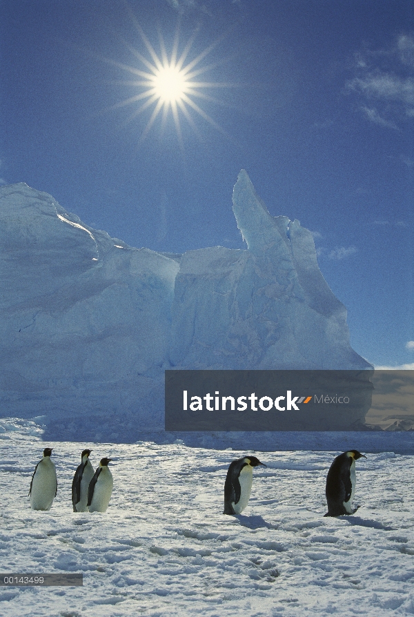 Pingüino emperador (Aptenodytes forsteri) viajeros a Colonia, Colonia de Riiser-Larsen, mar de Wedde