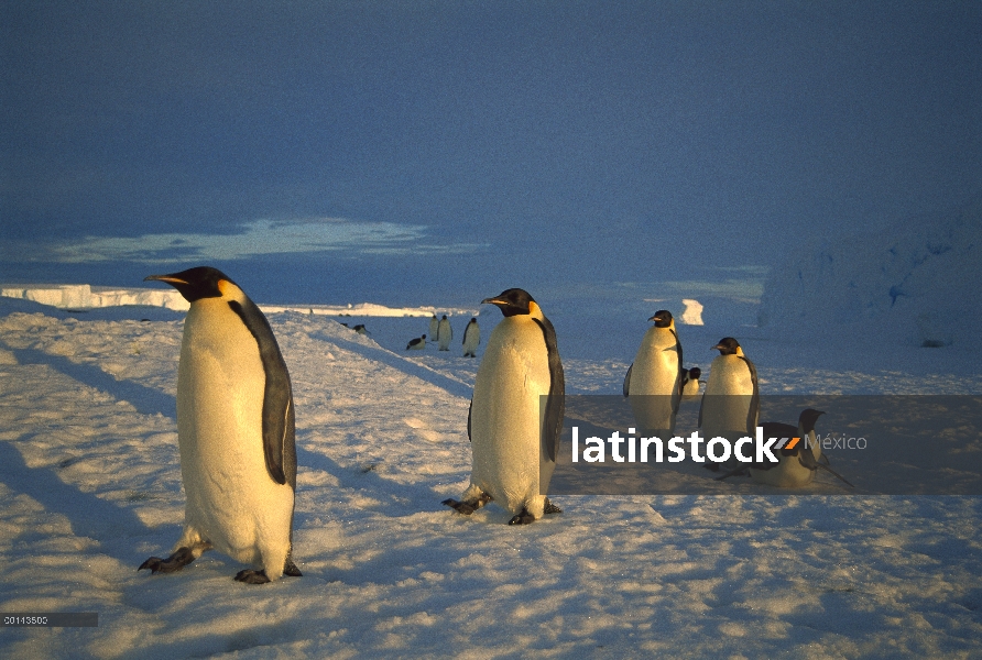 Grupo del pingüino emperador (Aptenodytes forsteri) viajar a gran distancia de hielo rápido para ani