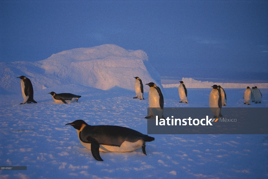 Pingüino emperador (Aptenodytes forsteri) viajar a gran distancia de hielo rápido a Colonia de anida