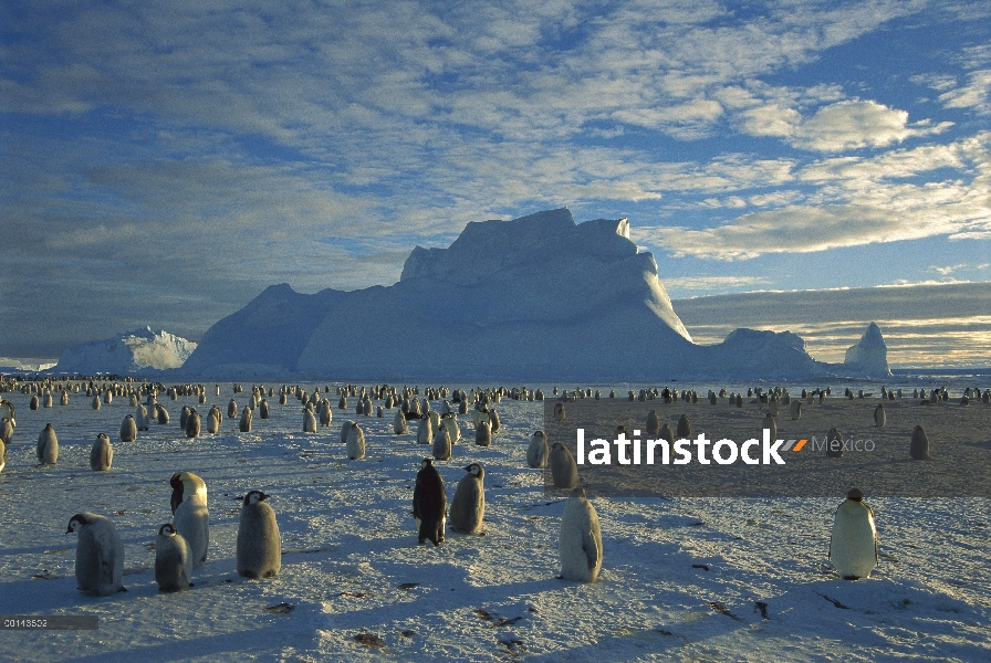 Colonia de pingüino emperador (Aptenodytes forsteri) en hielo rápido cerca de iceberg atrapado, sol 