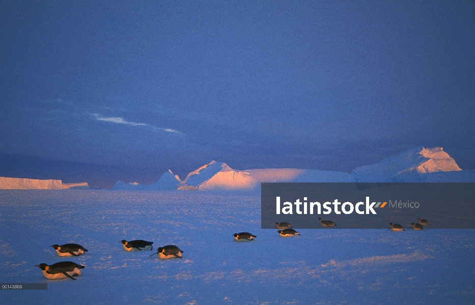 Pingüino emperador (Aptenodytes forsteri) trineo a gran distancia de hielo rápido a Colonia de anida