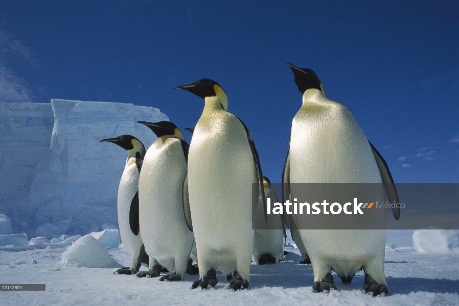 Grupo del pingüino de emperador (forsteri de Aptenodytes) en el hielo del mar, Colonia sin nombre, j