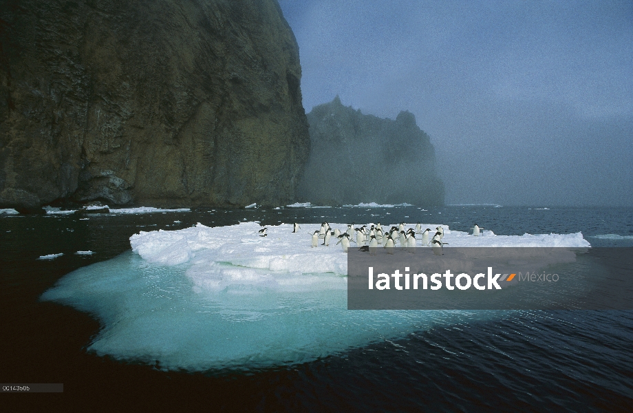 Pingüino de Adelia (Pygoscelis adeliae) apiñamiento en la fusión verano témpano de hielo, isla de la