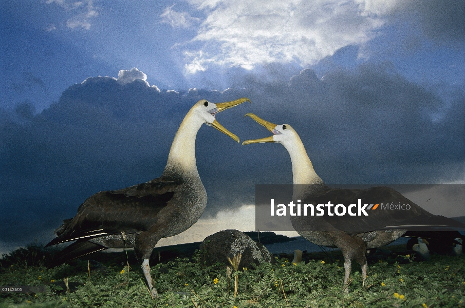 Agitó la danza de cortejo de Albatros (Phoebastria irrorata) bajo las nubes de lluvias, Punta Cevall