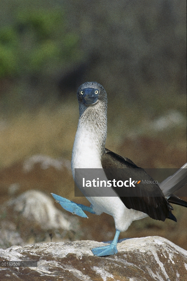 Piquero de patas azules (Sula nebouxii) realizando el cortejo danza, Isla Seymour, Galapagos Islands