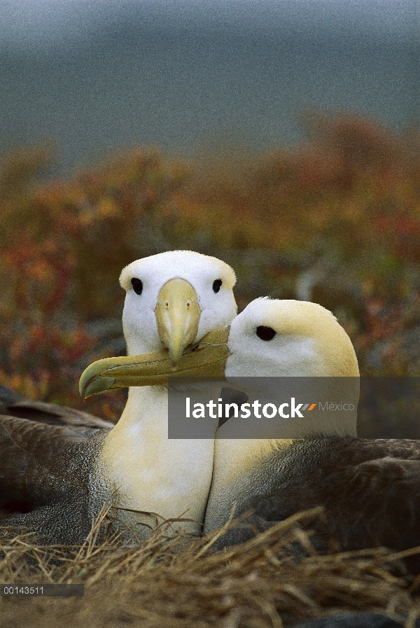 Agitaban Albatros (Phoebastria irrorata) par Unión, Punta Cevallos, isla española, Galápagos, Ecuado