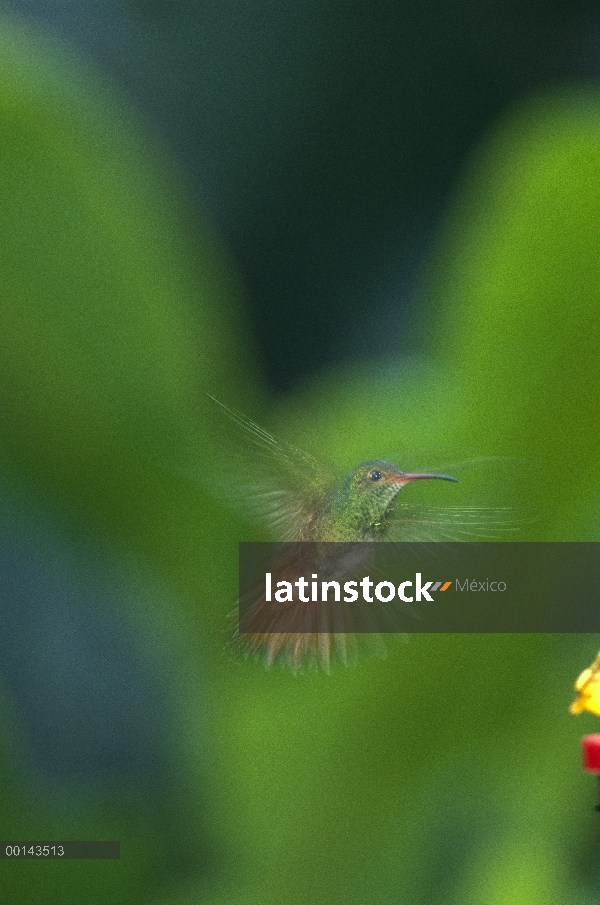 Rufous-cola Colibrí (Amazilia tzacatl) mujer flotando, Oeste Andino bosque nuboso, reserva de Maquip