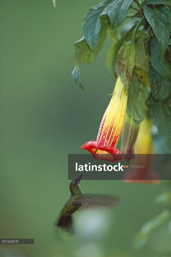 Hombre Colibrí (Ensifera ensifera) pico espada alimentación en flores, 3.300 2.500 metros de altura,