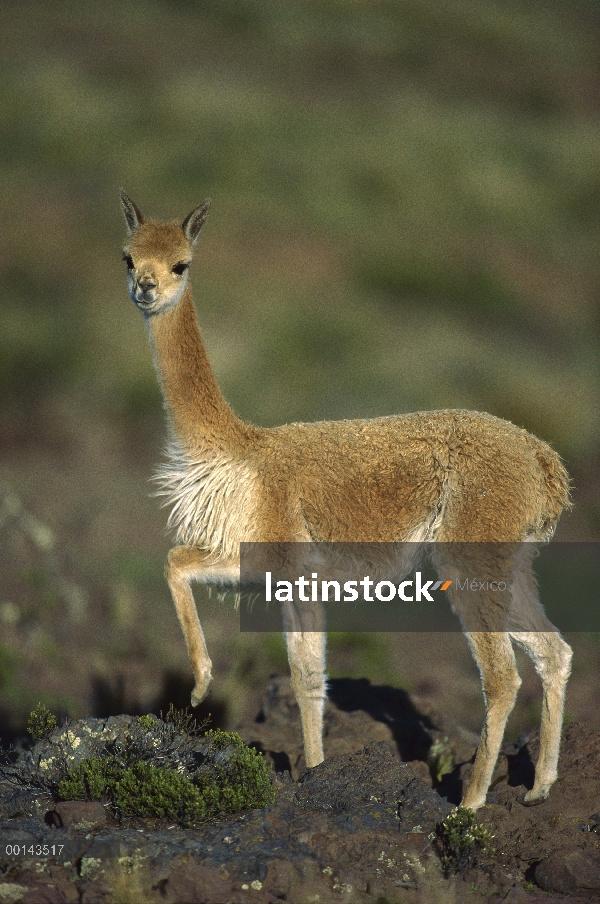 Vicuña (Vicugna vicugna) en hábitat de altiplano por encima de 4.000 metros, reserva natural de Pamp