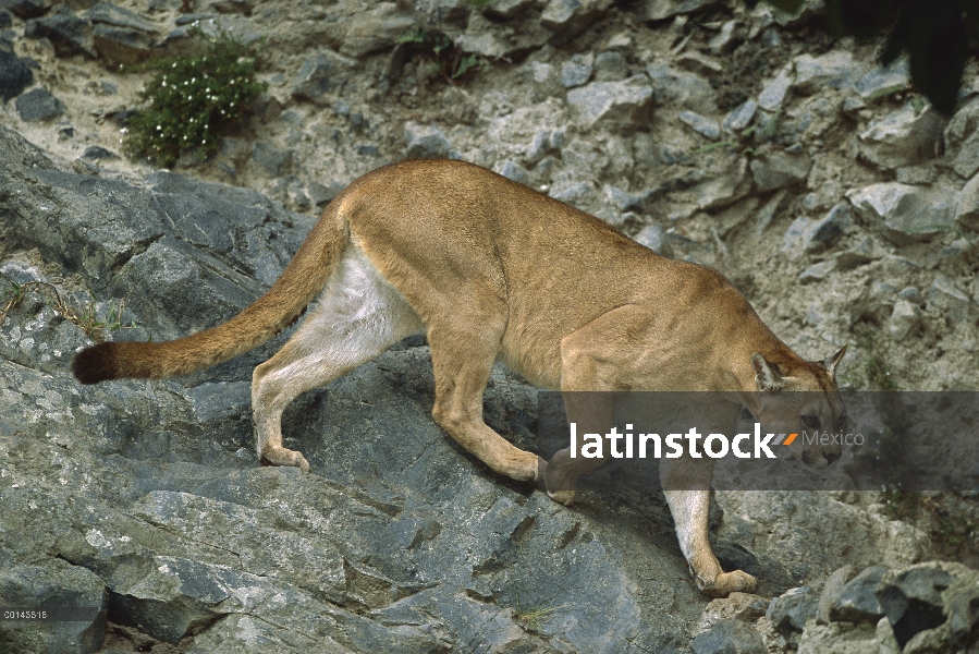 León de montaña (Puma concolor) cruzando terreno rocoso, nativa de las Américas