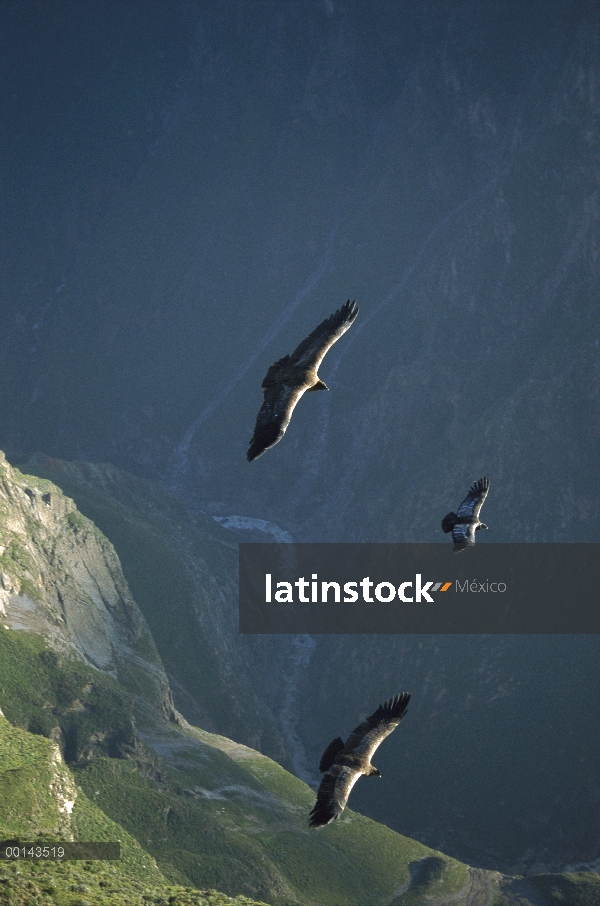 Ave voladora más grande del Cóndor andino (Vultur gryphus), grupo alza en corriente aérea ascendente