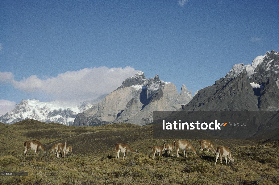 Rebaño familiar de guanaco (Lama guanicoe) con picos barridos por el viento en el fondo, Parque Naci