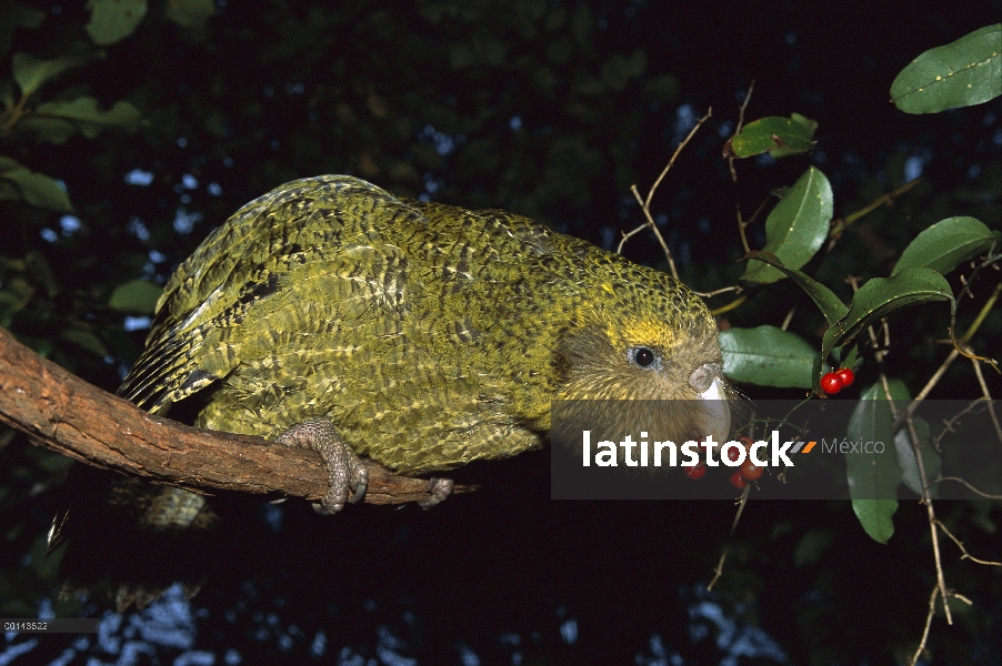 Loro nocturno flightless Kakapo (Strigops Habroptilus), criados a mano, alimentándose de bayas de Su