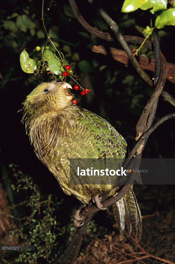 Loro nocturno flightless Kakapo (Strigops Habroptilus), criados a mano, alimentándose de bayas de Su