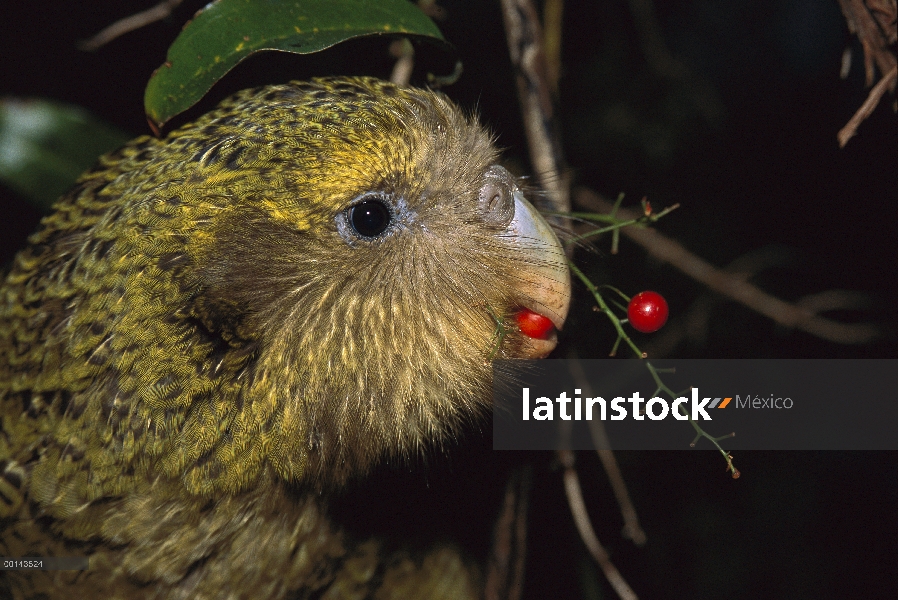 Loro nocturno flightless Kakapo (Strigops Habroptilus), criados a mano, alimentándose de bayas de Su