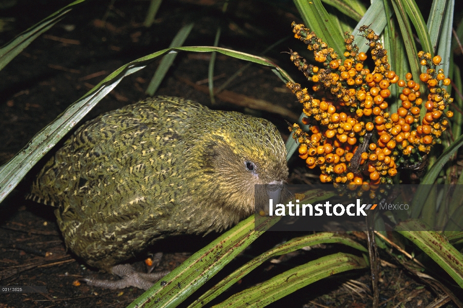 Bayas del loro nocturno flightless Kakapo (Strigops Habroptilus), criados a mano, alimentándose de A