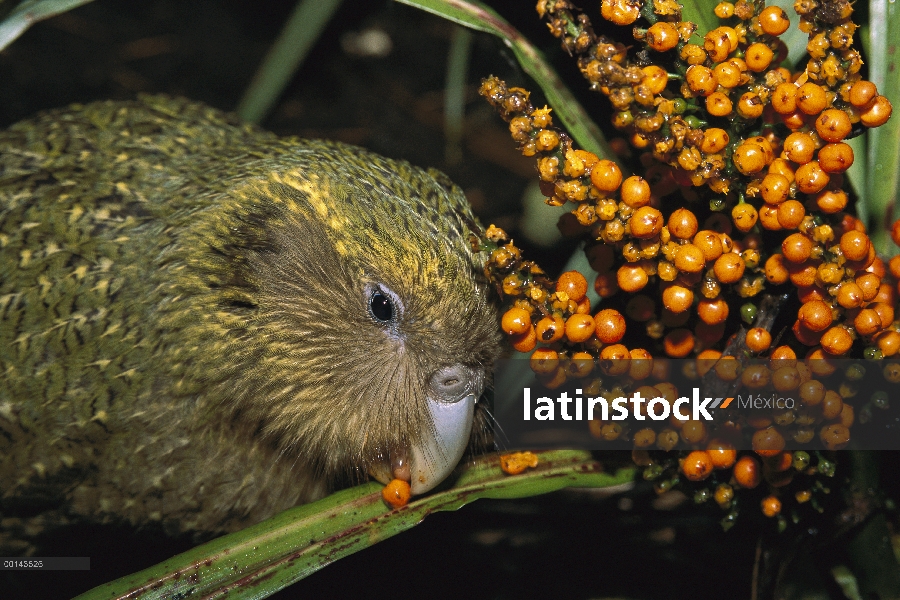 Bayas del loro nocturno flightless Kakapo (Strigops Habroptilus), criados a mano, alimentándose de A