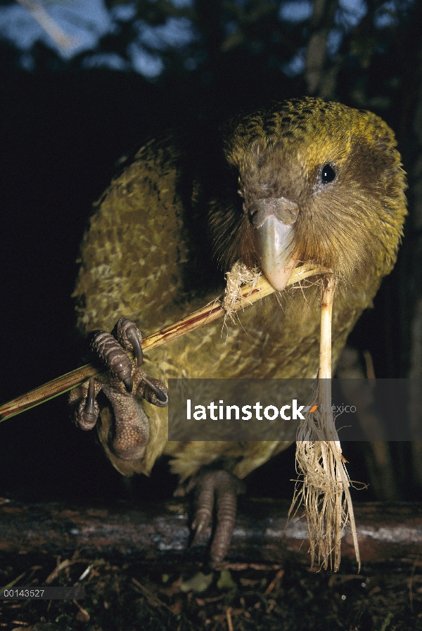 Loro nocturno flightless Kakapo (Strigops Habroptilus), criados a mano, presionar el jugo de la hier