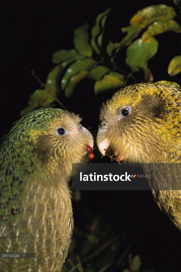 Loro nocturno flightless Kakapo (Strigops Habroptilus), criados a mano, par joven juguetón, Whenua H