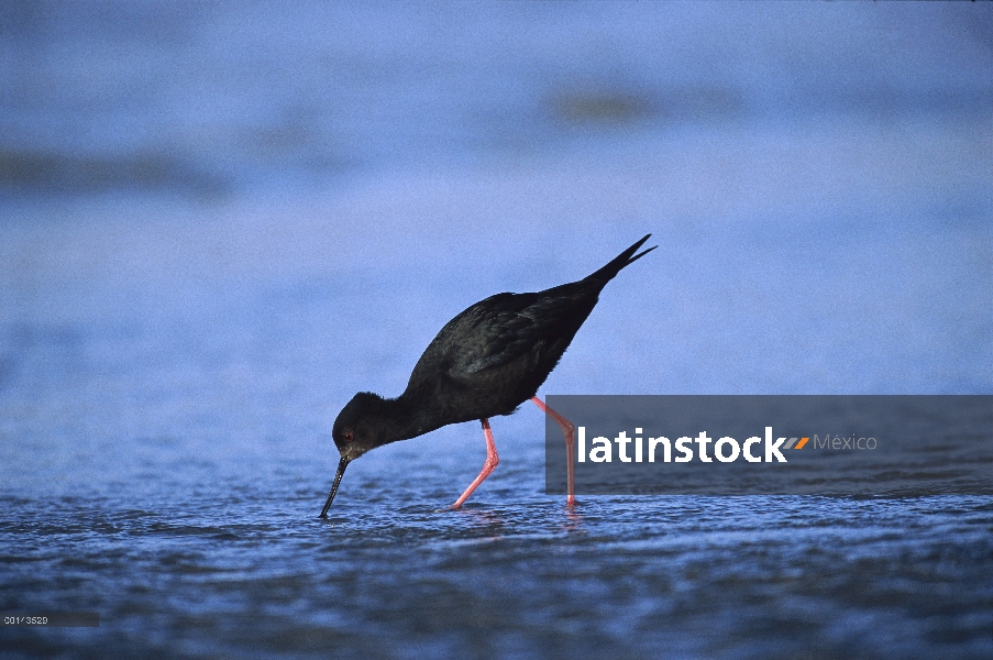 Negro cigüeñuela (Himantopus novaezealandiae) una de las aves más raras de Nueva Zelanda, alimentaci