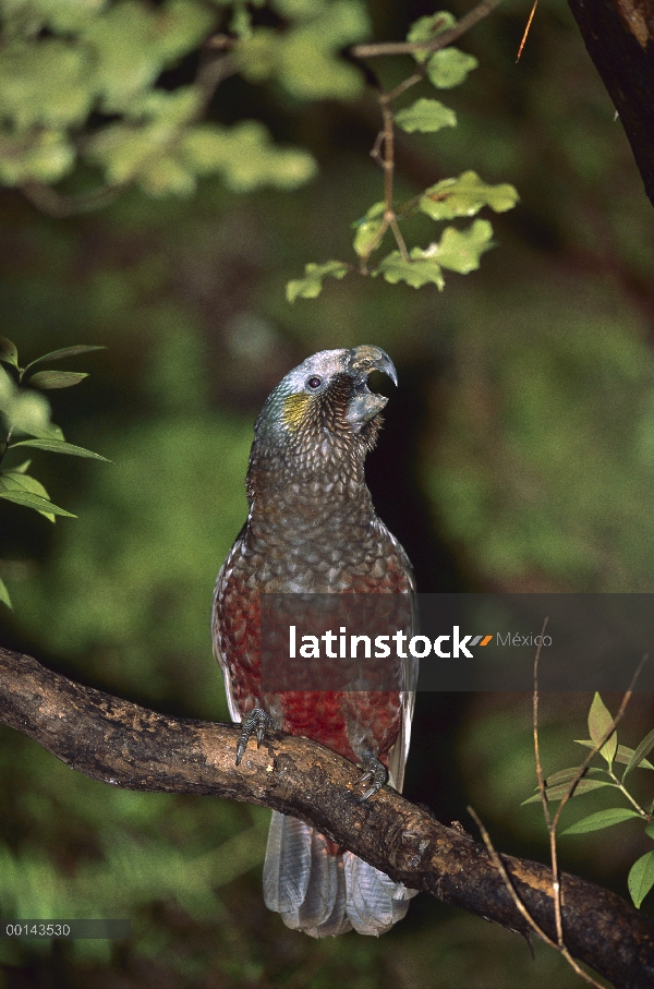 Kaka de la Isla Sur (Nestor meridionalis meridionalis) de perca en bosque vegetación, bacalao Isla S