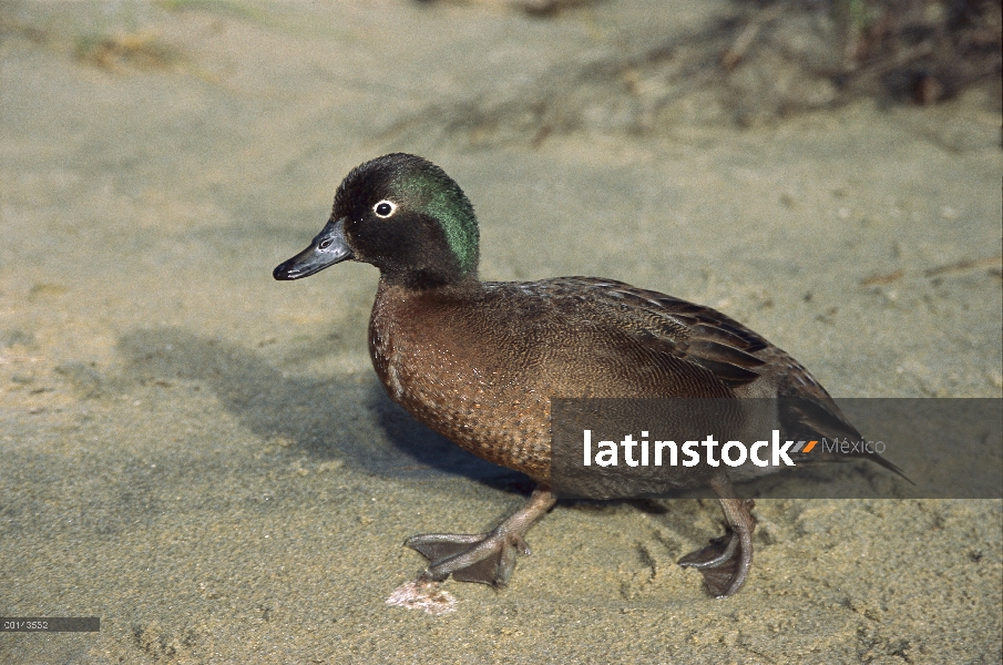 Más pequeño pato del mundo Teal no isla de Campbell (Anas nesiotis), flightless, bacalao isla, Nueva