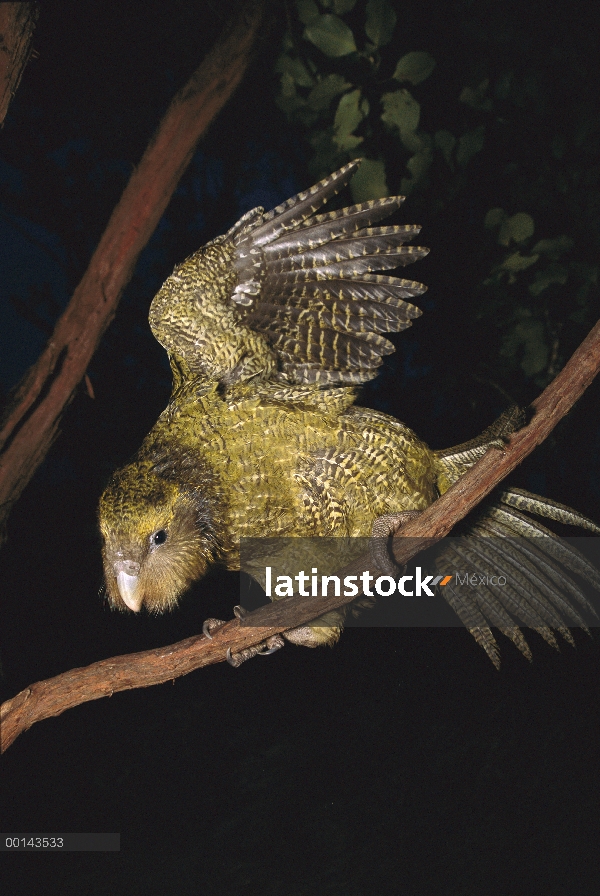 Loro nocturno flightless Kakapo (Strigops Habroptilus), criados en mano, luchando a través de los ma