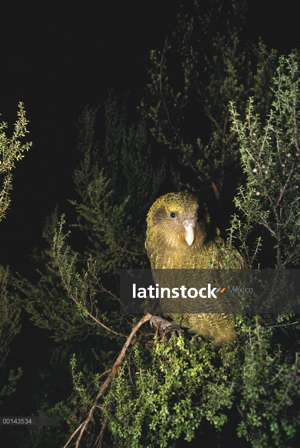 Loro nocturno flightless Kakapo (Strigops Habroptilus), criados en mano, luchando a través de los ma